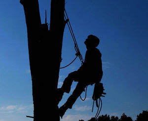 A Utility Tree Worker in silhouette safely climbs with full gear.