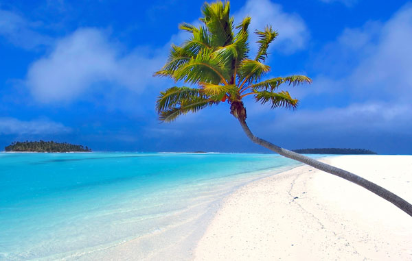 A palm tree waits patiently to drop a coconut on an unsuspecting Canadian Snowbird.